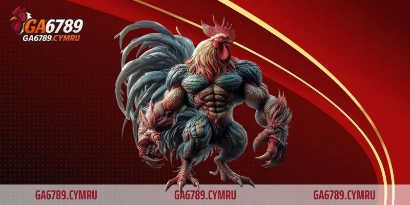 Cách nhận biết gà chọi hay gà lai chuẩn xác nhất cho sư kê