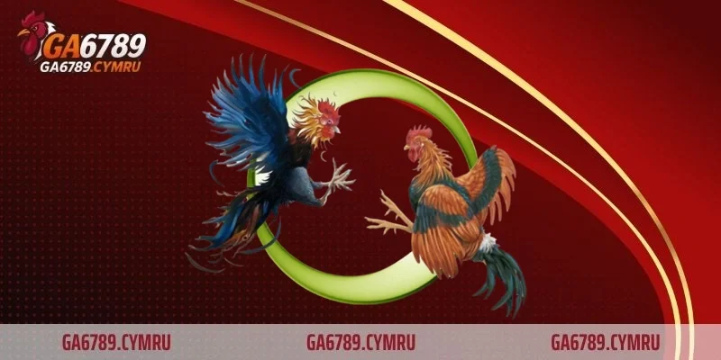 Đá gà trực tiếp – Sức hút bất tận từ môn giải trí dân gian