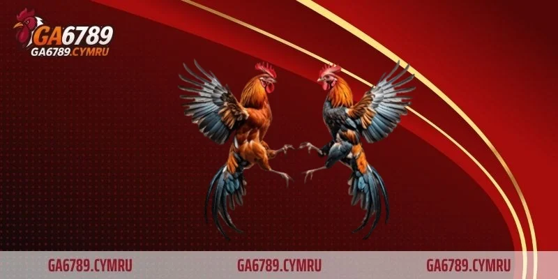 Gà mặt quỷ là gì?