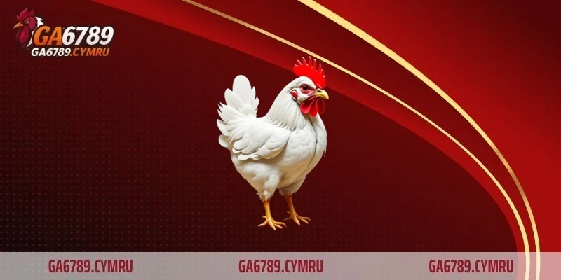 Mẹo đá gà cựa dao mà thành viên cần nắm rõ